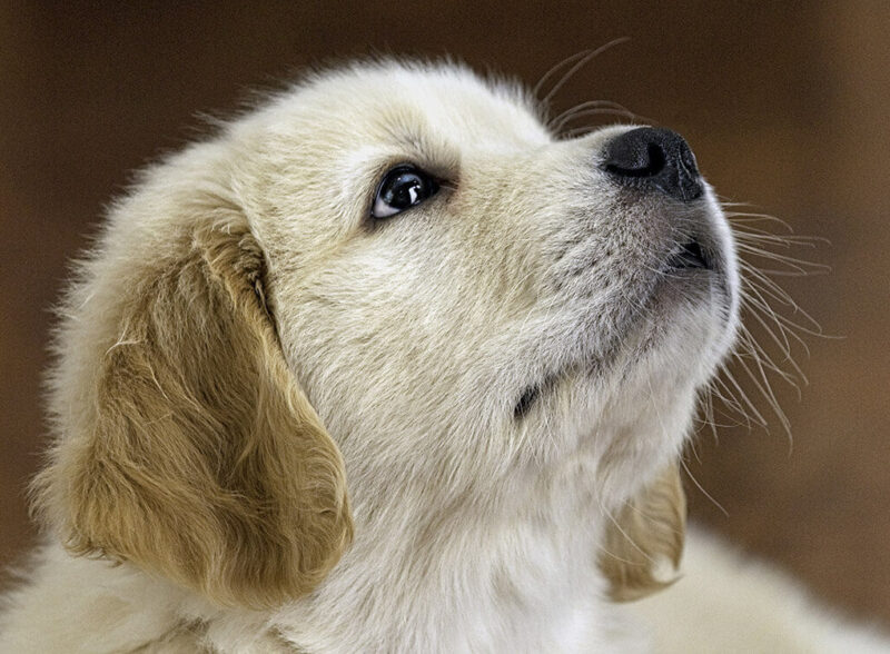 Help Puppies by Paying for Veterinarian Services